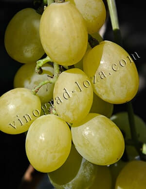 Сорт винограда Смарагд описание фото отзывы
