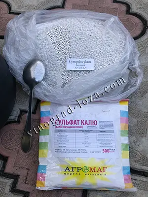 Добрива для посадки волотистої гортензії