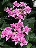 Сорт гортензії Доппіо Роса фото, опис, відгуки