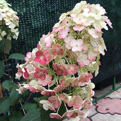 Гортензія волотиста (метельчата) Самарська Лідія опис сорту, фото