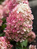 Сорт гортензії Лівінг Распбері Пінк