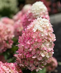 Волотиста гортензія Лівінг Распбері Пінк