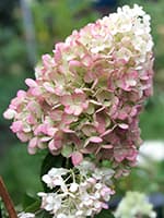 Сорт гортензії Лівінг Стробери Блоссом