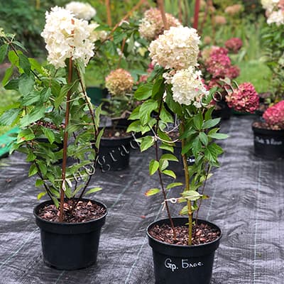 Гортензія Living Strawberry Blossom фото