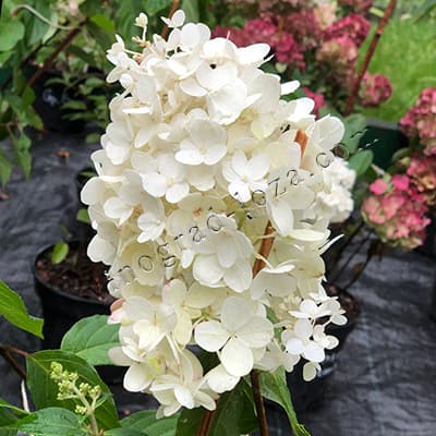 Гортензія волотиста Лівінг Стробері Блоссом початок цвітіння