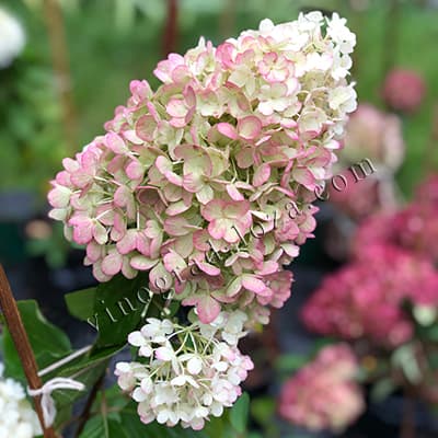 Суцвіття гортензії Лівінг Стробері Блоссом крупним планом