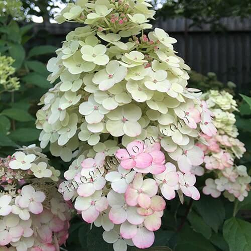 Гортензія волотиста (метельчата) Фрамбозін Ренсам фото