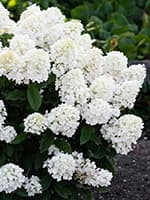 Сорт гортензії Лівінг Літл Блоссом