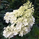 Гортензія Фрамбозін Ренсам фото