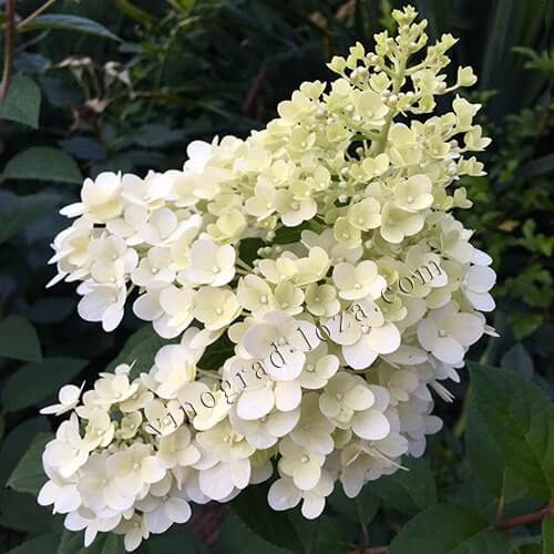 Гортензія волотиста (метельчата) Фрамбозін Ренсам фото