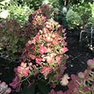 Гортензія Самарська Лідія саджанці