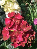 Сорт гортензії Рембрандт Россо Глорі фото, опис, відгуки