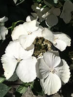 Сорт гортензії Наречена-втікачка фото, опис, відгуки