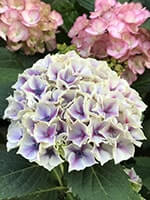 Сорт гортензії Саксон Кенді Харт Блу фото, опис, відгуки