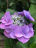 Сорт гортензії Блаумайс фото, опис, відгуки