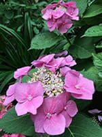 Сорт гортензії Таубе фото, опис, відгуки