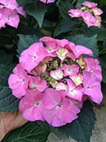 Сорт гортензії Тіффані Перпл