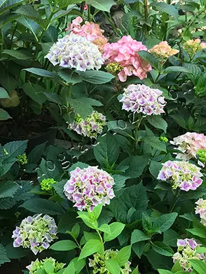 Посадка гортензії в саду