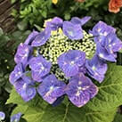 Гортензія Блумайс саджанці в Харкові