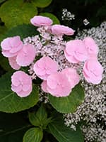 Сорт гортензії Каміно