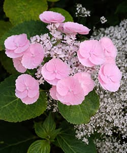 Великолиста (широколиста) гортензія Kamino