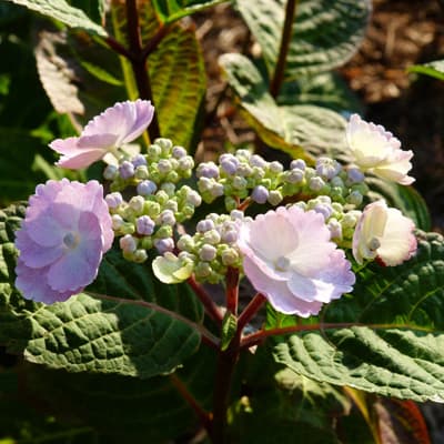 Ніжно-рожеве забарвлення суцвіття гортензії Каміно