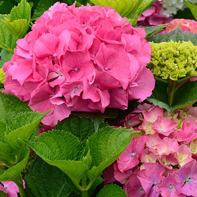 Суцвіття великолистої гортензії Сібілла крупним планом