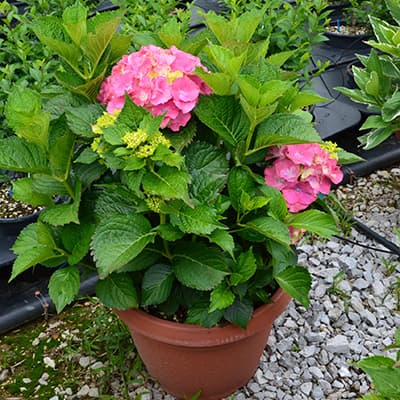 Великолиста гортензія Сібілла в горщику