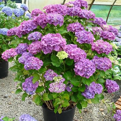 Гортензія великолиста (широколиста) Sibilla зміна кольору під час цвітіння у бік бузкового