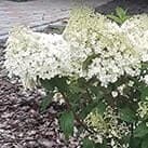 Кущ гортензії Bobo у відкритому ґрунті