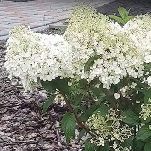 Гортензія волотиста Бобо у саду під час цвітіння