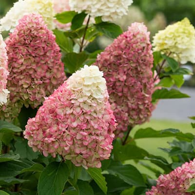 Забарвлення суцвіття гортензії Колорфул Коктейль