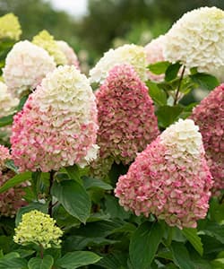 Волотиста гортензія Колорфул Коктейль