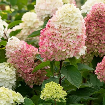 Гортензія Colourful Cocktail фото