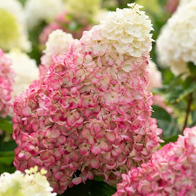 Суцвіття гортензії Колорфул Коктейль крупним планом