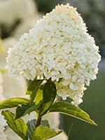 Сорт гортензії Коттон Крем