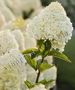 Волотиста гортензія Коттон Крем