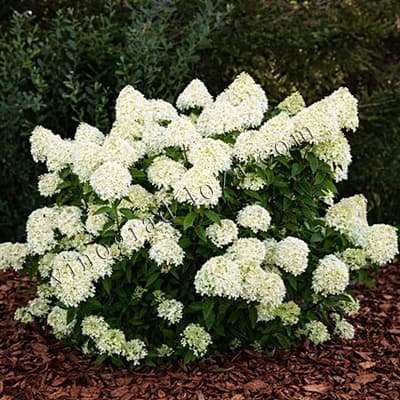 Гортензія волотиста Коттон Крем у саду під час цвітіння