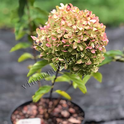 Рожеве забарвлення суцвіття гортензії Коттон Крем