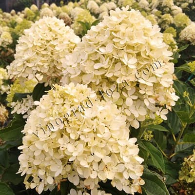 Кремове суцвіття гортензії Коттон Крем крупним планом