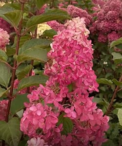 Волотиста гортензія Фрейз Мельба