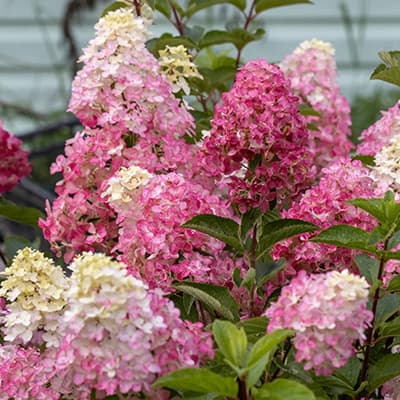 Гортензія волотиста Фрейз Мельба у саду під час цвітіння