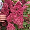 Гортензія Fraise Melba