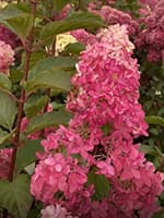 Сорт гортензії Фрейз Мельба