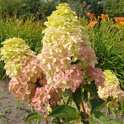 Суцвіття гортензії Фрейз Мельба крупним планом