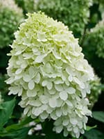 Сорт гортензії Літл Лайм