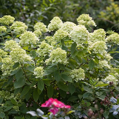 Забарвлення суцвіття гортензії Літл Лайм