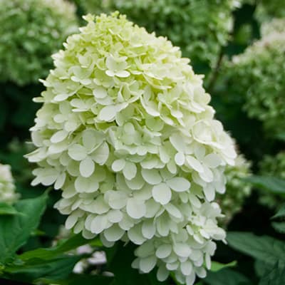 Суцвіття гортензії Літл Лайм крупним планом