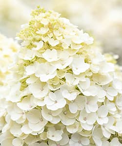 Волотиста гортензія Лівінг Літл Блоссом