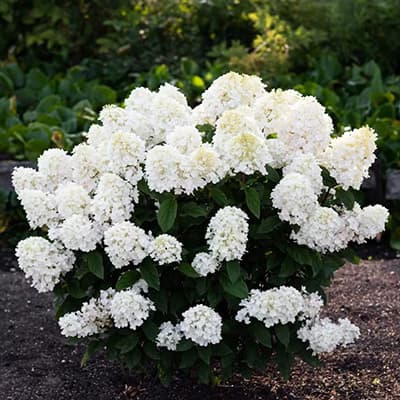 Гортензія волотиста Лівінг Літл Блоссом у саду під час цвітіння